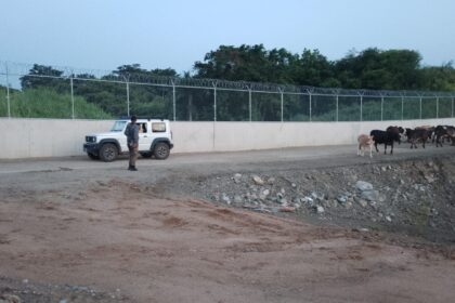 Patrulla del Ejército recupera ganado robado y frustra intento de traslado ilegal hacia Haití