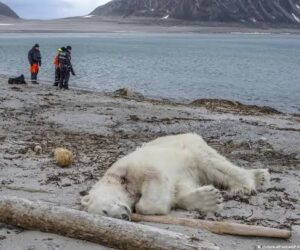 Multan una persona en Noruega por despertar a un oso polar con la sirena de un barco