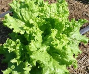 Científicos logran que plantas produzcan proteína clave del sabor de la carne